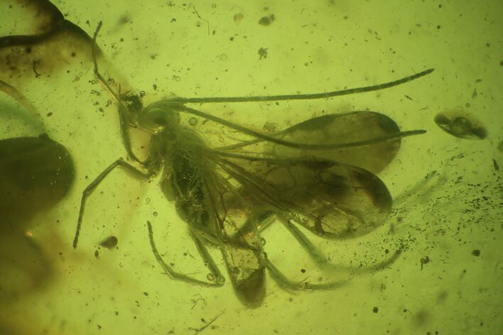 Detailed Fossil Wasp (Ichneumon) In Baltic Amber #50659